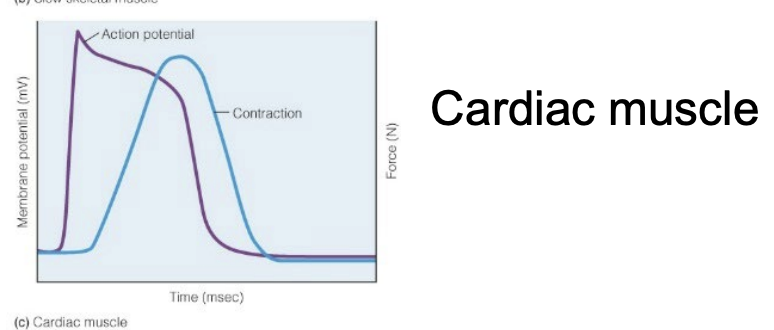 <ul><li><p>Normal depolarization phase, but very long strangely shaped <strong>repolarization</strong> phase, that goes into the contraction</p><ul><li><p>Contraction resembles that of the Slow Twitch</p></li></ul></li></ul><p></p>