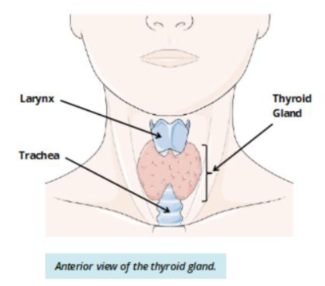 <p>thyroid </p>