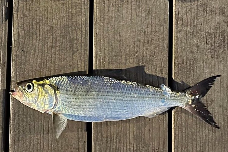 <p></p><p>herring; <span style="background-color: transparent;">similar fin placement to atlantic; <strong><em><u>more boney gill rakers; “hickory comb” not feather painter</u></em></strong></span></p><ul><li><p><strong>General:</strong> Silvery, dark shoulder spot, “upturned” large mouth</p></li><li><p><strong>Size:</strong> Avg. adult <strong>30–45 cm (12–18 in; 1.0–1.5 ft)</strong>, <strong>0.5–1.5 kg (1.1–3.3 lb)</strong>;</p><ul><li><p>large adults commonly reach (18–24 in; 1.5–2.0 ft) and (4.4–6.6 lb).</p></li></ul></li><li><p><strong>Key IDs:</strong></p><ul><li><p><strong>Large mouth with lower jaw projecting beyond upper jaw</strong> (best field ID).</p></li><li><p>Distinct dark shoulder spot posterior to gill cover.</p></li><li><p>Deeply forked caudal tail.</p></li><li><p><strong>Sharp ventral keel (saw-like belly scutes)</strong> ** can’t see</p></li></ul></li><li><p><strong>Memory cue:</strong> <strong>Big mouth</strong></p></li></ul><p></p>