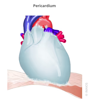 <p><span>Outermost area of the heart, a membrane that surrounds the heart and secretes pericardial fluid.</span></p>
