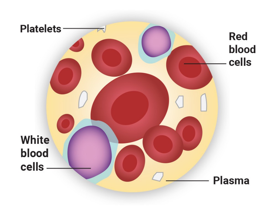 <p>function: transport respiratory gases, nutrients, wastes, and other substances</p><p>location: contained within blood vessels</p>