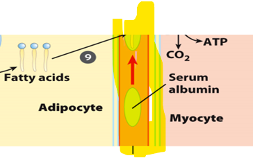 <p>Once free fatty acids are released from adipocytes, they must be transported to target tissues. </p><p>Where do they get transported through </p>