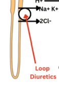 <p>How does loop diuretics inhibiting the  Na⁺/K⁺/2Cl⁻ symporter decrease BP?</p>