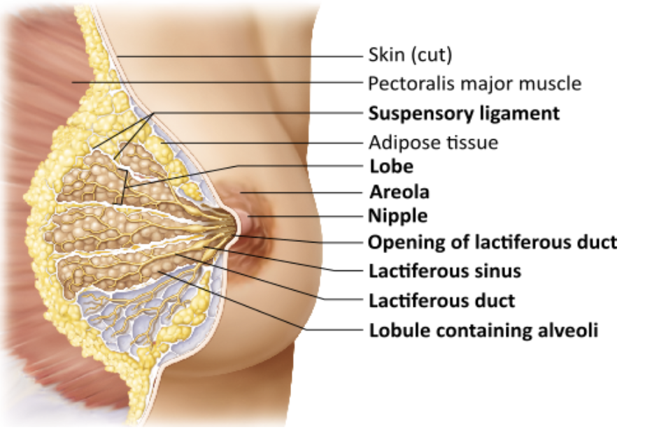 <p><span>What part(s) of the breast produce(s) milk?</span></p><table style="min-width: 25px;"><colgroup><col style="min-width: 25px;"></colgroup><tbody><tr><td colspan="1" rowspan="1" style="margin: 0px; padding: 0.3em; position: relative;"><p>lactiferous ducts &nbsp; &nbsp; &nbsp; &nbsp;</p></td></tr><tr><td colspan="1" rowspan="1" style="margin: 0px; padding: 0.3em; position: relative;"><p>alveoli &nbsp; &nbsp; &nbsp; &nbsp;</p></td></tr><tr><td colspan="1" rowspan="1" style="margin: 0px; padding: 0.3em; position: relative;"><p>areola &nbsp; &nbsp; &nbsp; &nbsp;</p></td></tr><tr><td colspan="1" rowspan="1" style="margin: 0px; padding: 0.3em; position: relative;"><p>lactiferous sinus &nbsp; &nbsp; &nbsp; &nbsp;</p></td></tr></tbody></table><p></p>