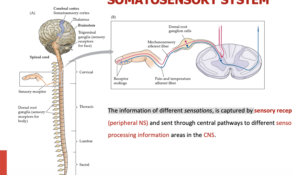 <ul><li><p><strong><mark data-color="purple" style="background-color: purple; color: inherit;">Sensory receptors (PNS) → sent to diffeerent processing information areas in CNS</mark></strong></p></li></ul><p></p>