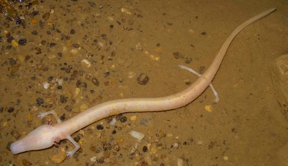 <p><span>Esta especie, totalmente troglobia, se encuentra en grandes sistemas kársticos acuáticos subterráneos formados en rocas de piedra caliza y dolomita, y se puede encontrar en las entradas de cuevas.</span><br>Carnívora. Se alimentan de detritos y vertebrados de cuevas endémicos</p>