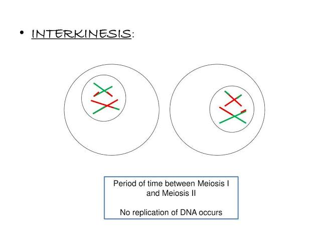 <p>Interkinesis: The period of rest between Meiosis I and II that some species enter</p><ul><li><p><span>No DNA replication occurs</span></p></li><li><p><span>Cells reorganises and grows</span></p></li><li><p><span>The nuclear membrane may reform around the chromosomes</span></p></li><li><p><span>Spindle fibers disassemble and reassemble to prepare for Meiosis II</span></p></li></ul><p></p>