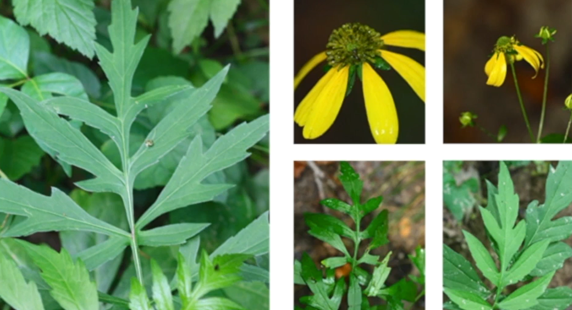 <p>Asteraceae</p>