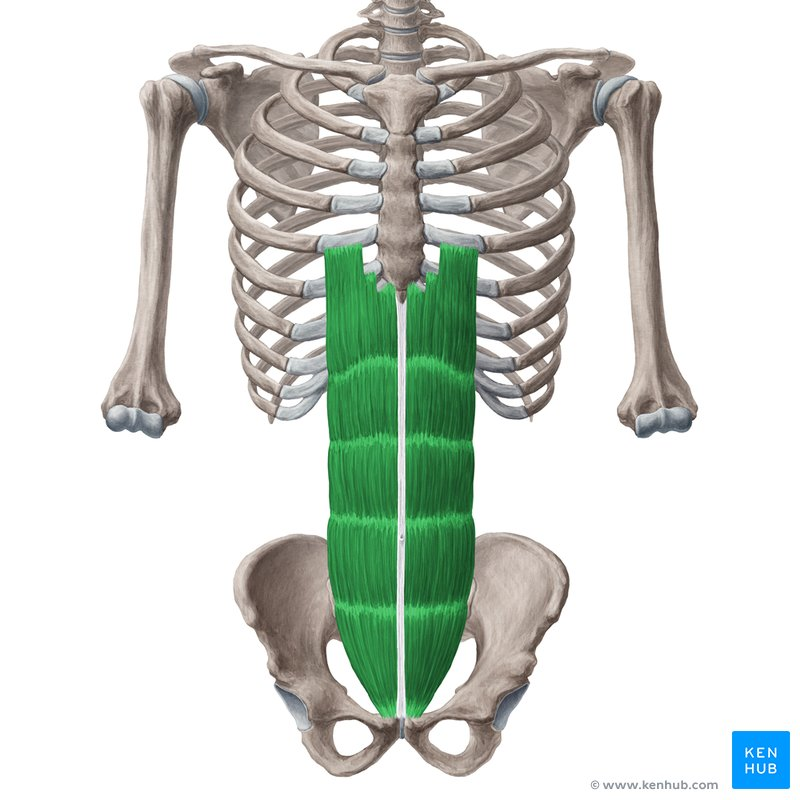 <ul><li><p><strong><mark data-color="#440000" style="background-color: rgb(68, 0, 0); color: inherit;">Prime mover (anterior):</mark></strong> Rectus abdominis** → flexes vertebral column.</p><ul><li><p><strong>Synergist: </strong>External &amp; internal obliques → assist in trunk flexion.</p></li></ul></li></ul><p></p>