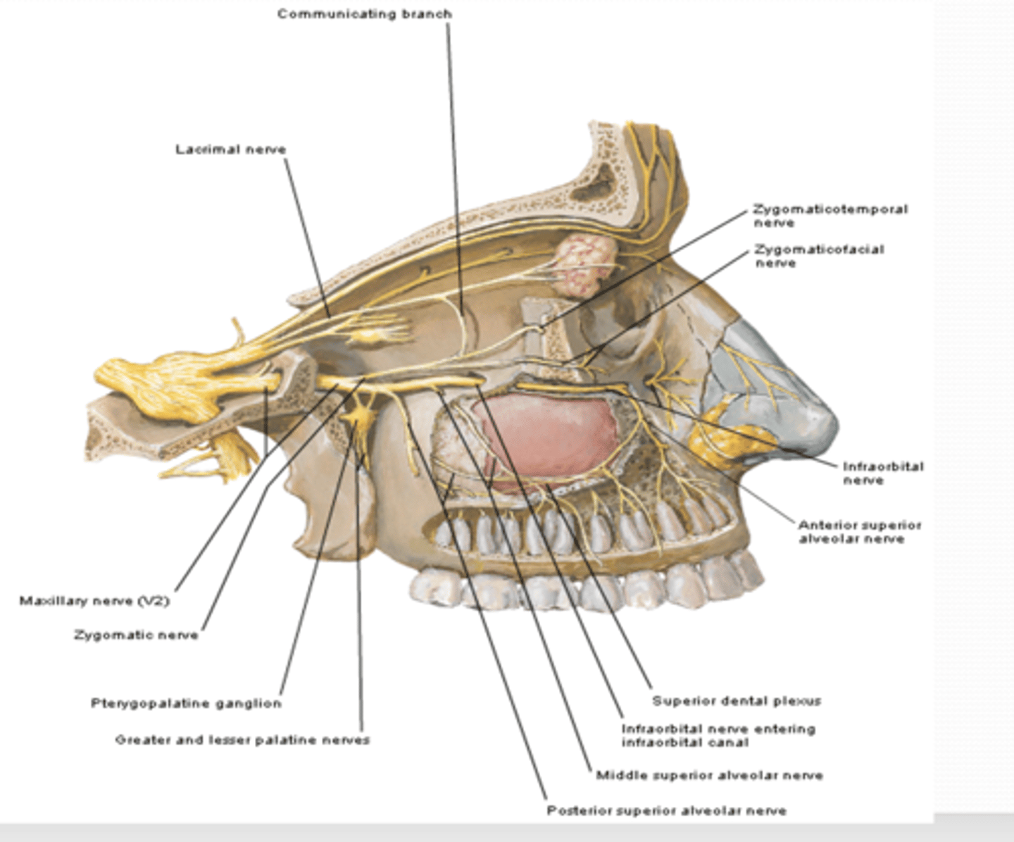 <p>What are the major nerves and branches of the maxillary nerve (CN V2)?</p>