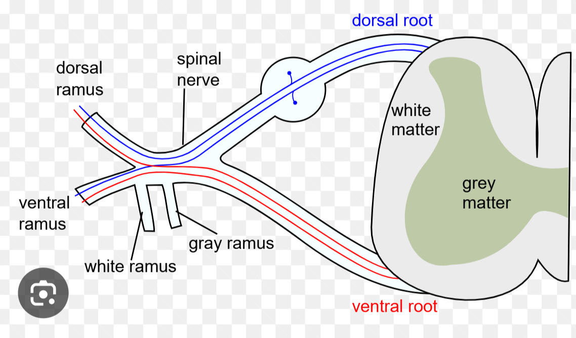 <ul><li><p>spinal nerve (dorsal + ventral ramus)</p></li><li><p>dorsal root + ganglion</p></li><li><p>ventral root </p></li></ul><p></p>