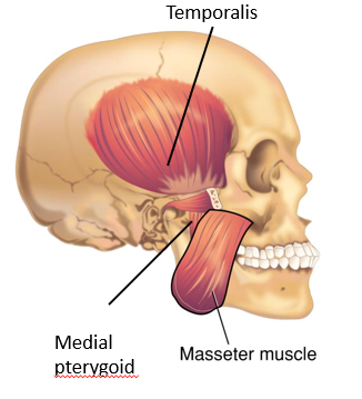 <p>The masseter, temporalis, and medial pterygoid</p><p>All innervated by V trigeminal</p>