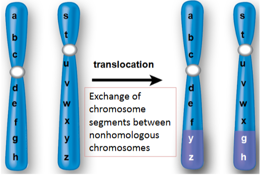 <ul><li><p>translocations are the result of attachments of all or one piece of one chromosome to another chromosome</p></li><li><p>individual healthy except if it disrupts a gene</p></li><li><p>5% of down syndrome cases causes by translocation between chromosomes 14 &amp; 21</p></li><li><p>alagille syndrome translocation between chromosomes 2 &amp; 20</p></li></ul><p></p>
