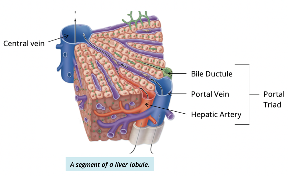 <p>branches of the: </p><ul><li><p>hepatic artery</p></li><li><p>poral vein</p></li><li><p>common hepatic duct </p></li></ul><p></p>