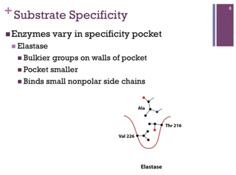 <p>Enzymes vary in the <strong>specificity pocket</strong>!</p><p>Third example = Elastase! </p><p>THERE are bulkier <strong>hydrophobic </strong>(Great Ambitions Vanish Limitations Tired Inspired Future Medical Professionals; Glycine, Alanine, <strong>Valine</strong>, Leucine, <strong>Threonine</strong>, Isoleucine, Phenylalanine, Methionine, Proline) groups on the walls of the pocket and that minimizes the dimensions, the pocket is smaller! SO, it accommodates smaller nonpolar side chains! </p><p>So, it is the specificity in those specificity pockets that determines the side chains that fit into the pocket <strong>AND therefore the peptide bonds that are hydrolyzed WITHIN the active site</strong>!! </p>