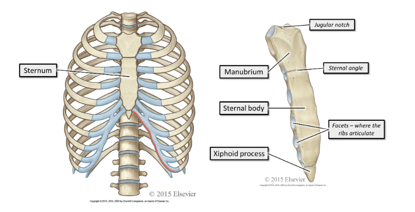 <p><span><span>The sternum sits&nbsp;</span></span><strong>anteriorly.&nbsp;</strong><span><span>It consists of the manubrium, sternal body and xiphoid process.&nbsp;</span></span></p>