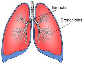 <p>Two large tubes that carry air from the windpipe to the lungs</p>