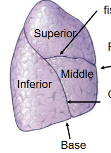 <p>Commonly has 3 lobes: Superior, Middle and Inferior. Contains <strong>horizontal fissure</strong> seperating superior and middle, and <strong>oblique fissure</strong> seperating inferior from both middle and superior. Commonly has 3 secondary bronchi lobules. Apex at the top portion (reverse from the heart). </p>