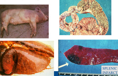 <p>This combination signs in classic of pigs with WHAT</p>