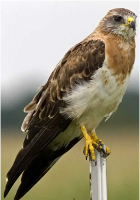 <p>Species, family, order?</p>