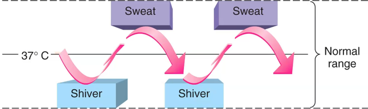 <p>Antagonistic effects (try to explain before you flip):</p>