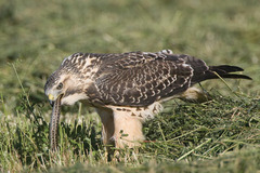 <p>carnivores that eat other carnivores</p>