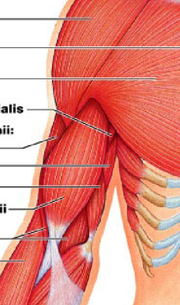 <p>triceps brachii</p>