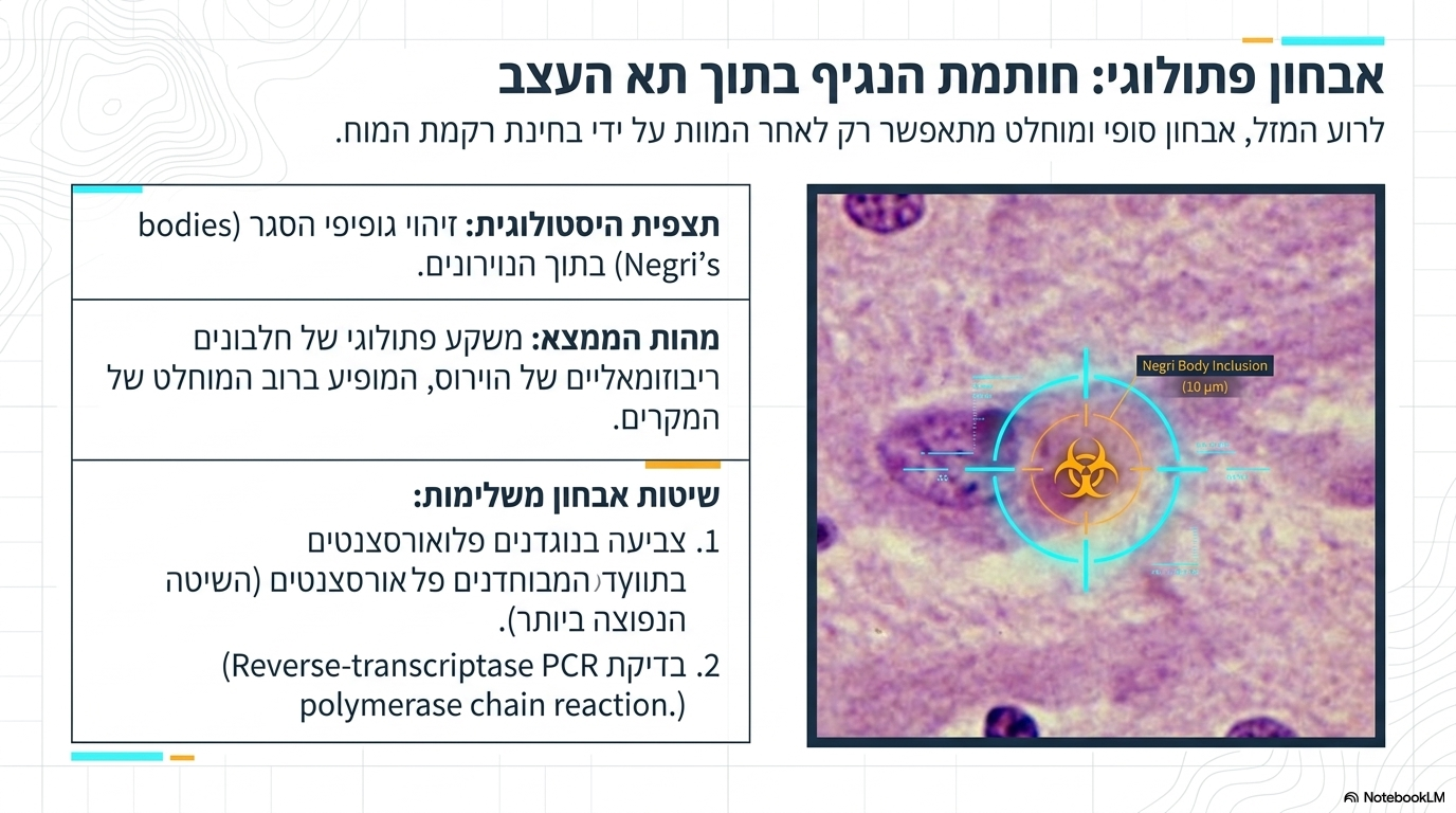 <p><span>האבחון מתאפשר לרוע המזל רק בשלב שכבר מוביל למוות (השלב העצבי) ומבוצע בשיטות הבאות:</span></p><ol><li><p><strong>היסטולוגיה של המוח:</strong> זיהוי של גופיפי הסגר ייחודיים (נגרי’ס בודי) בתוך הנירונים.</p></li><li><p><strong>צביעה בנוגדנים פלואורסצנטיים (השיטה הנפוצה ביותר):</strong> צביעה ממוקדת המאירה את חלבוני הווירוס ברקמת המוח (כפי שניתן לראות באיור הצביעה הבוהק שצורף).</p></li><li><p><strong>בדיקת אר.טי- פי.סי.אר:</strong> (ריברס טרנספריקשיין פולימראז צ’איין ריאקשיין) לזיהוי חומצת הגרעין (רנ”א) של הווירוס ברקמה</p></li></ol><p></p>