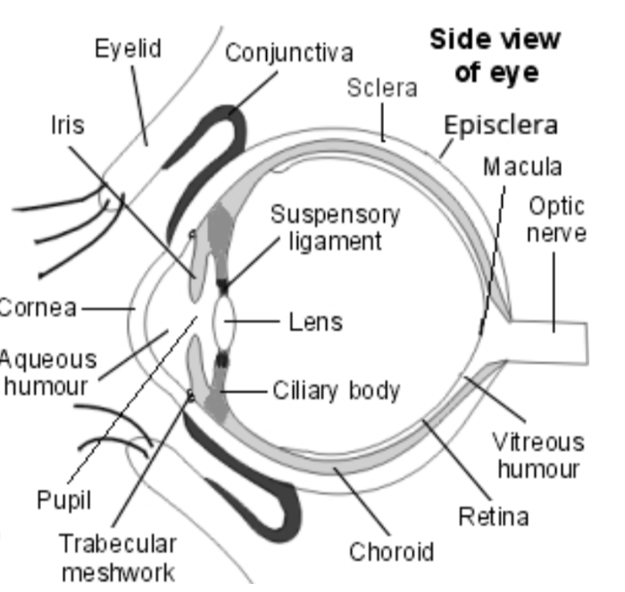 <p><span style="background-color: inherit; line-height: 20.7px; color: windowtext;">1 cornea</span><span style="line-height: 20.7px; color: windowtext;">&nbsp;</span></p><p class="Paragraph SCXO176289067 BCX0" style="text-align: left;"><span style="background-color: inherit; line-height: 20.7px; color: windowtext;">2 conjunctiva</span><span style="line-height: 20.7px; color: windowtext;">&nbsp;</span></p><p class="Paragraph SCXO176289067 BCX0" style="text-align: left;"><span style="background-color: inherit; line-height: 20.7px; color: windowtext;">3 episclera&nbsp;</span><span style="line-height: 20.7px; color: windowtext;">&nbsp;</span></p><p class="Paragraph SCXO176289067 BCX0" style="text-align: left;"><span style="background-color: inherit; line-height: 20.7px; color: windowtext;">4 sclera&nbsp;</span><span style="line-height: 20.7px; color: windowtext;">&nbsp;</span></p><p class="Paragraph SCXO176289067 BCX0" style="text-align: left;"><span style="background-color: inherit; line-height: 20.7px; color: windowtext;">5 trabecular meshwork&nbsp;</span><span style="line-height: 20.7px; color: windowtext;">&nbsp;</span></p><p class="Paragraph SCXO176289067 BCX0" style="text-align: left;"><span style="background-color: inherit; line-height: 20.7px; color: windowtext;">6 iris&nbsp;</span><span style="line-height: 20.7px; color: windowtext;">&nbsp;</span></p>
