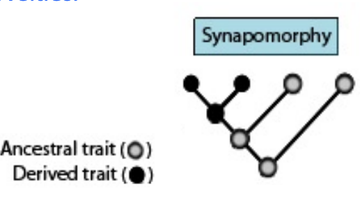<ul><li><p>a shared, derived character used to define clades</p></li><li><p>synapomorphies identify monophyletic groups</p></li><li><p>derived traits are evolutionary novelties</p></li></ul><ul><li><p>A shared derived trait inherited from a common ancestor</p></li><li><p>Used to determine evolutionary relationships and identify clades</p></li><li><p>Considered an evolutionary novelty because it is a newly evolved trait</p></li></ul><p></p>