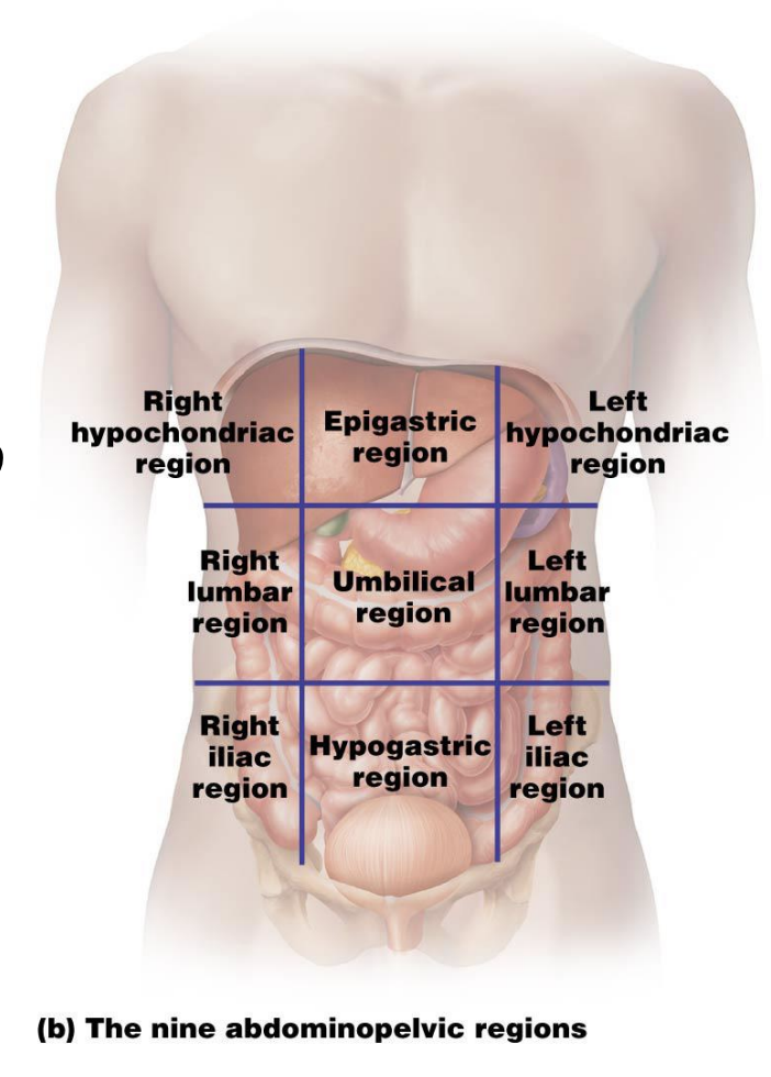 <p>Abdominopelvic cavity can also be divided into nine segments using two parasagittal and two transverse imaginary lines:</p>