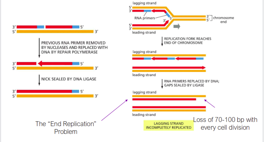 <p><span>The inability of DNA polymerase to fully replicate the ends of linear chromosomes, leading to gradual shortening</span></p>