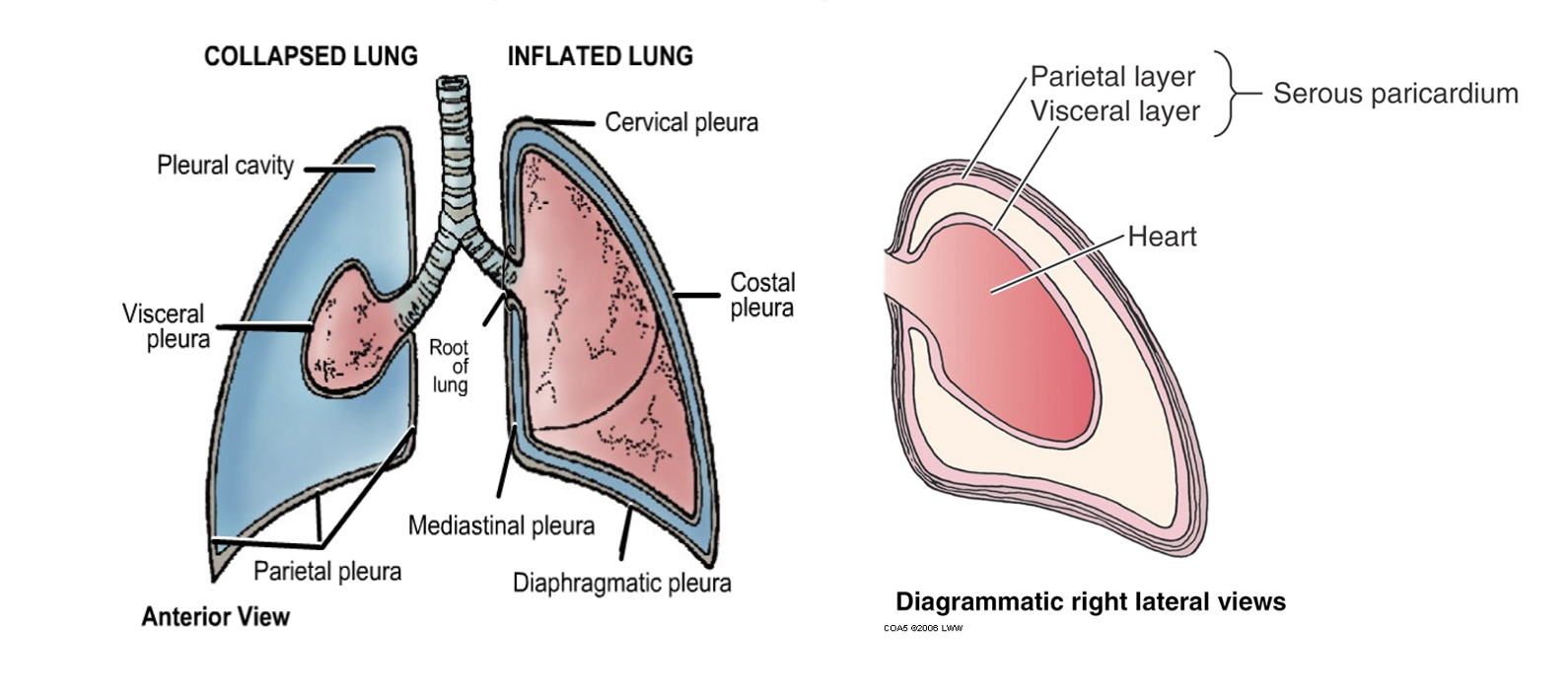 <p style="text-align: left;"></p><p><span>●Two continuous membranes (at the hilum)</span></p><p></p><p><span>○Visceral</span></p><p><span>-Invests on surfaces of organ</span></p><p></p><p><span>○Parietal</span></p><p><span>-Invests on outer cavity lining</span></p><p></p><p><span>○Pleural cavity &amp; pericardial cavity</span></p><p><span>-Cavity formed between visceral layers and parietal layers</span></p><p><span>-Contains serous fluid (lubricates surfaces)</span></p>