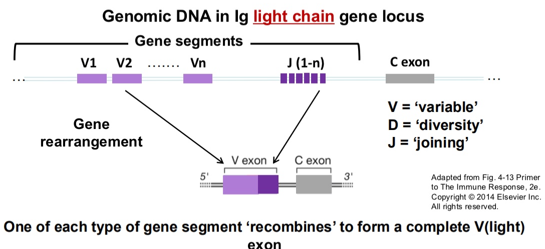 <ul><li><p>V and J gene segments form the complete V (light chai) exon (however the choices for V and J are random)</p></li><li><p><strong>VJ recombination</strong> creates the diverse light chain that is transcribed and translated into the light chain protein</p></li><li><p>The kappa light chain is located on Chromosome 2, and the lambda light chain is located on chromosome 22 (only one of them is found on one type)</p></li></ul><p></p>