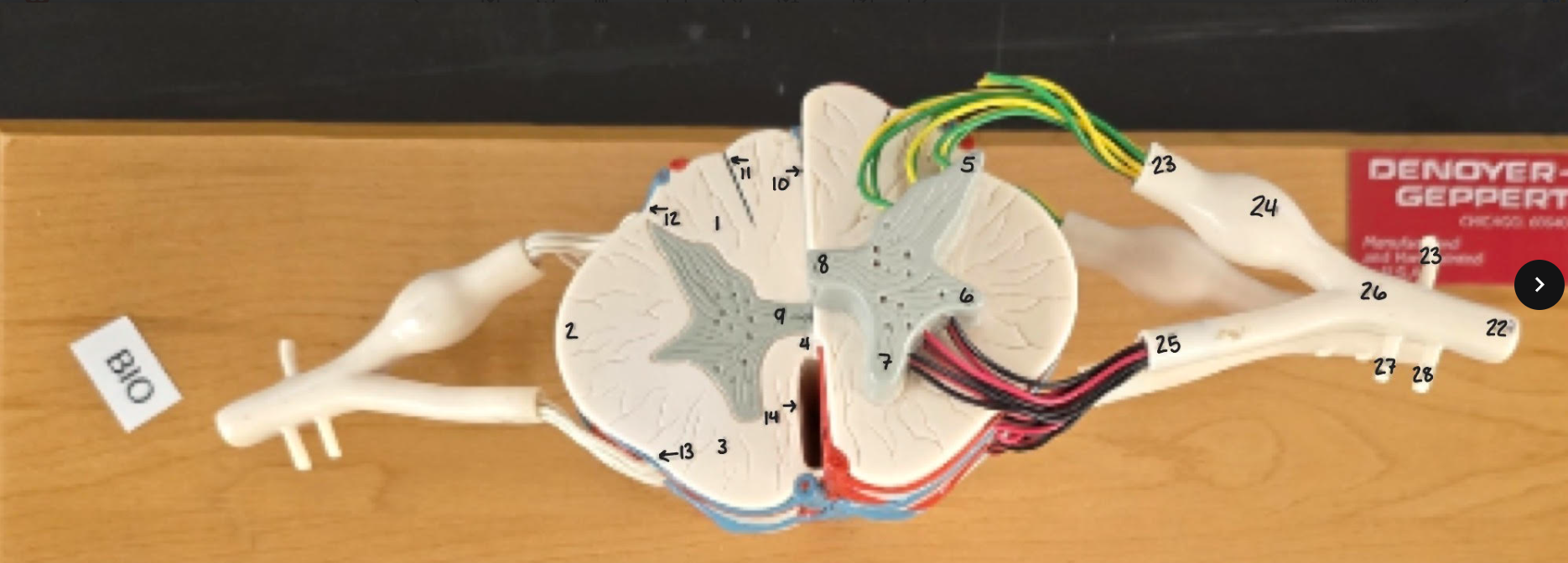 <p>Name Root/Structure, Be Specific (#25)</p>