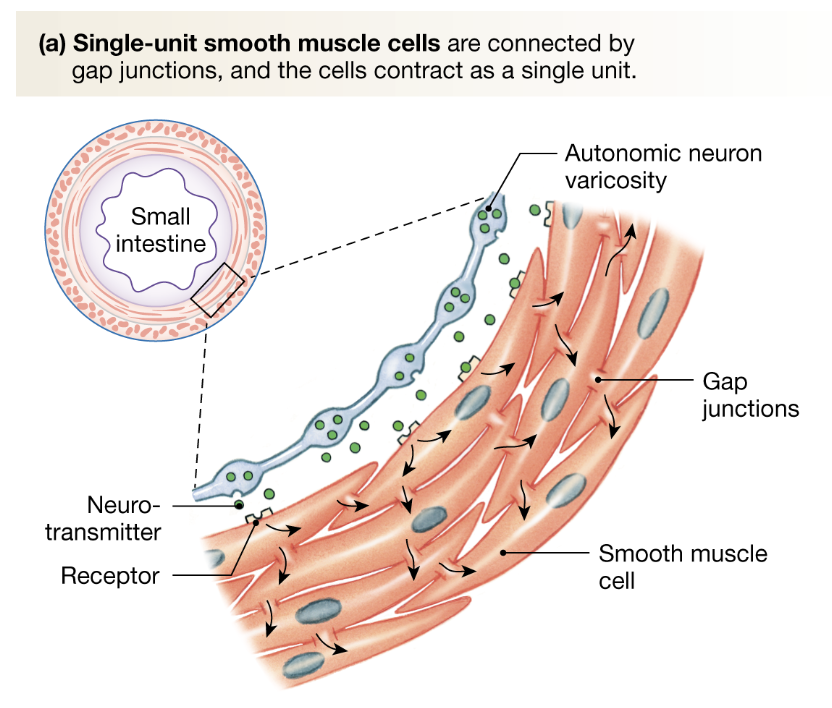 <ul><li><p>Line walls of GI tract</p></li><li><p>gap junctions</p></li><li><p>enable electrical signals to be propagated to adjacent cells</p><ul><li><p>results in synchronised depolarisation and contraction as a single unit</p></li></ul></li></ul><p></p>