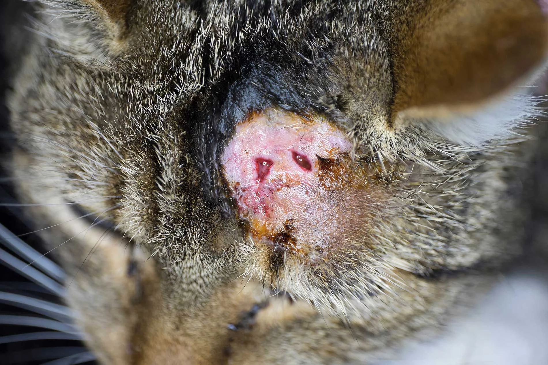 <p>FIV Clinical Signs</p>
