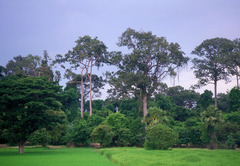 <p>Ecosystems dominated by deciduous and coniferous trees, home to species like white-tailed deer and various bird species.</p>