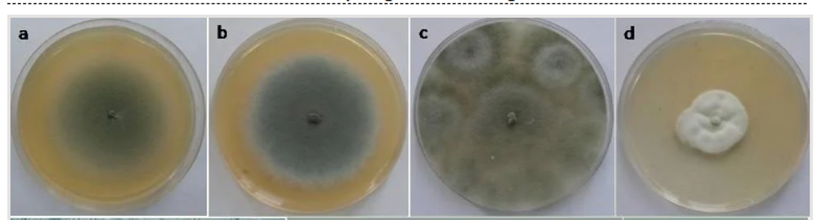 <p>Identify this fungus</p>
