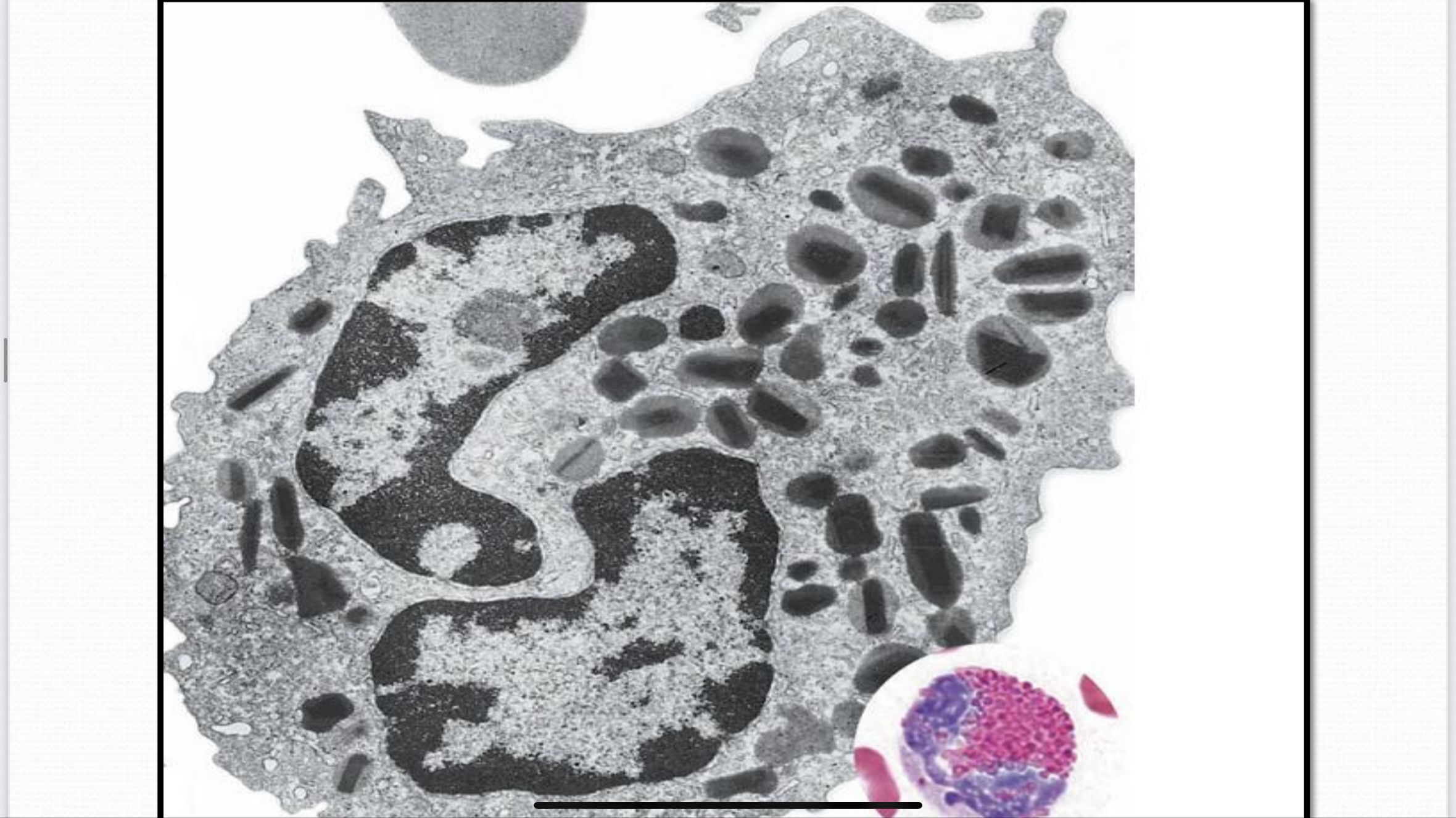 <p>Reticular Connective Tissue</p>