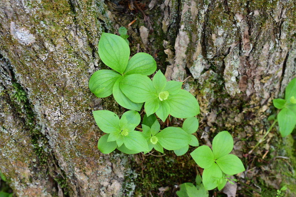 Cornus canadensis (Cornaceae)