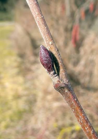 <p>maroon/red buds, swollen, on stalks. </p>
