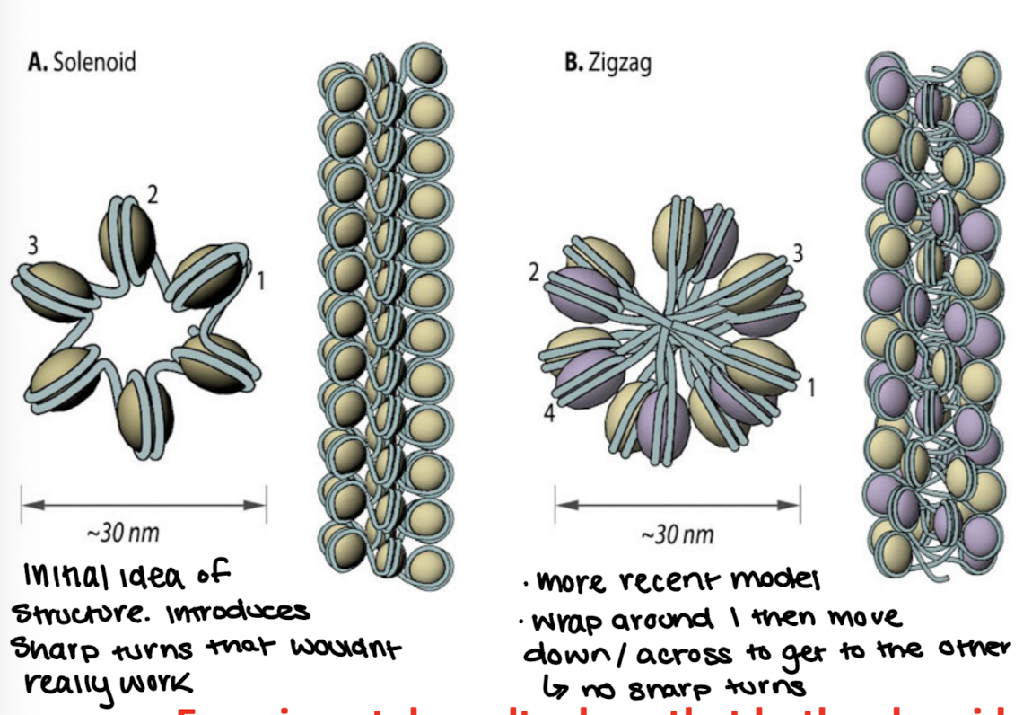 <p>Zigzag model</p><p>DNA backbone is not flexible enough to bend between nucleosomes so straight linker DNA connects opposite nucleosomes</p><p>more recent model</p><p>Both kinds will exist, just at different parts of the chromatin fiber</p>