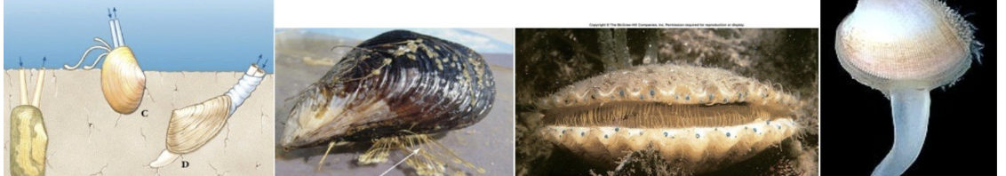 <p>phylum, class</p>