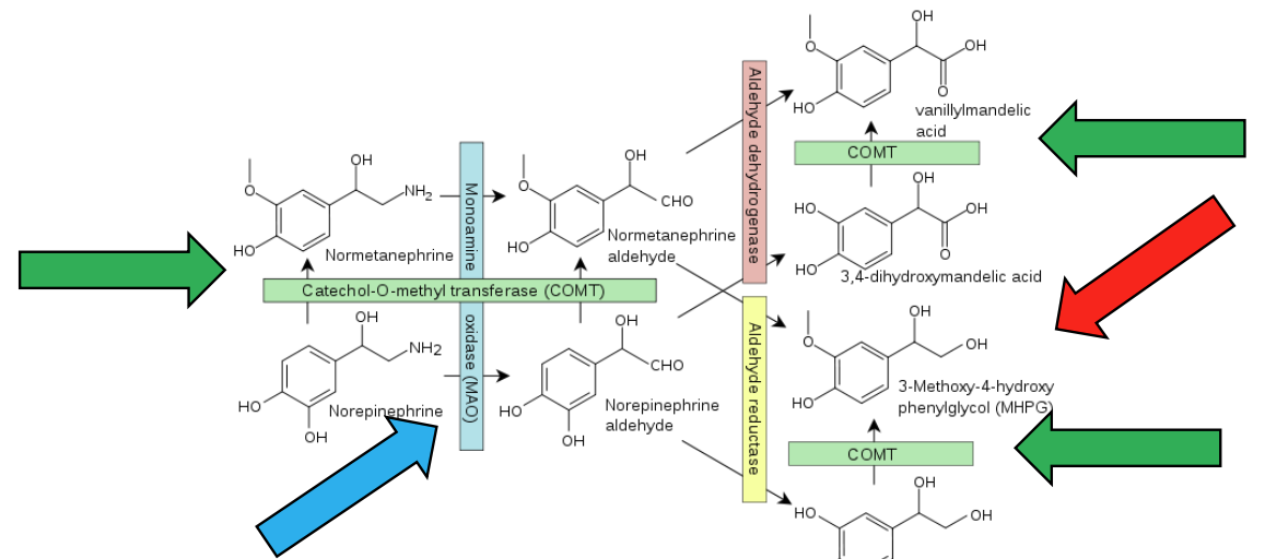 <ul><li><p>• Metabolized by <span style="color: green;"><strong>COMT (1) </strong></span>and <span style="color: rgb(31, 186, 255);"><strong>MAO (2)*</strong></span></p><ul><li><p>MAO inhibitors for depression, COMT + MAO inhibitors for Parkinson’s (adjuncts)</p></li></ul></li><li><p><span style="color: red;"><strong>MHPG </strong></span>is a metabolite (surrogate measure of NA)1-4 • Bipolar disorder, eating disorders, gambling disorders, PTSD (recall: weak correlations + not strong enough to be diagnostically useful)</p></li></ul><div data-type="horizontalRule"><hr></div><ul><li><p>catechol-O-methol transferase (COMT) → acts on catecholamines, including DA and NA</p></li><li><p>NA also a monoamine and can also be targeted by monoamine oxidase (MAO)</p></li><li><p>therefore 2 metabolic routes for NA</p></li><li><p>with COMT/MAO inhibitor → will affect breakdown of NA and other NTs → such compounds associated w higher NA levels</p></li><li><p>MAO inhibitors used for depression</p></li><li><p>COMT + MAO inhibitors used for PD</p></li><li><p>MHPG (DNM name) → a metabolite important as index of NA (if lots of metabolite in periphery, it may mean lots of NA in the brain or somewhere else)</p></li></ul><p></p>