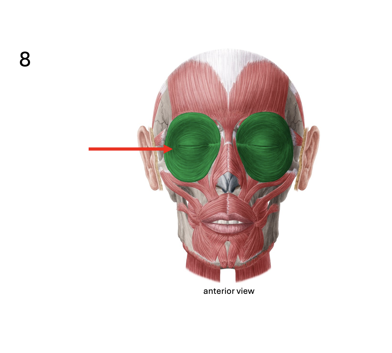 <p>Identify the <strong>muscle</strong></p>