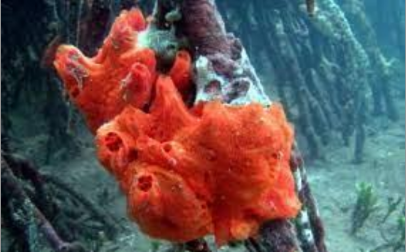 <p>What type of sea sponge is this</p>
