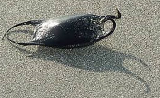 <p>This is a skate egg case from class Chondrichthyes. Skates are oviparous <strong>OR</strong> ovoviviparous <strong>OR </strong>viviparous<strong>.</strong></p>