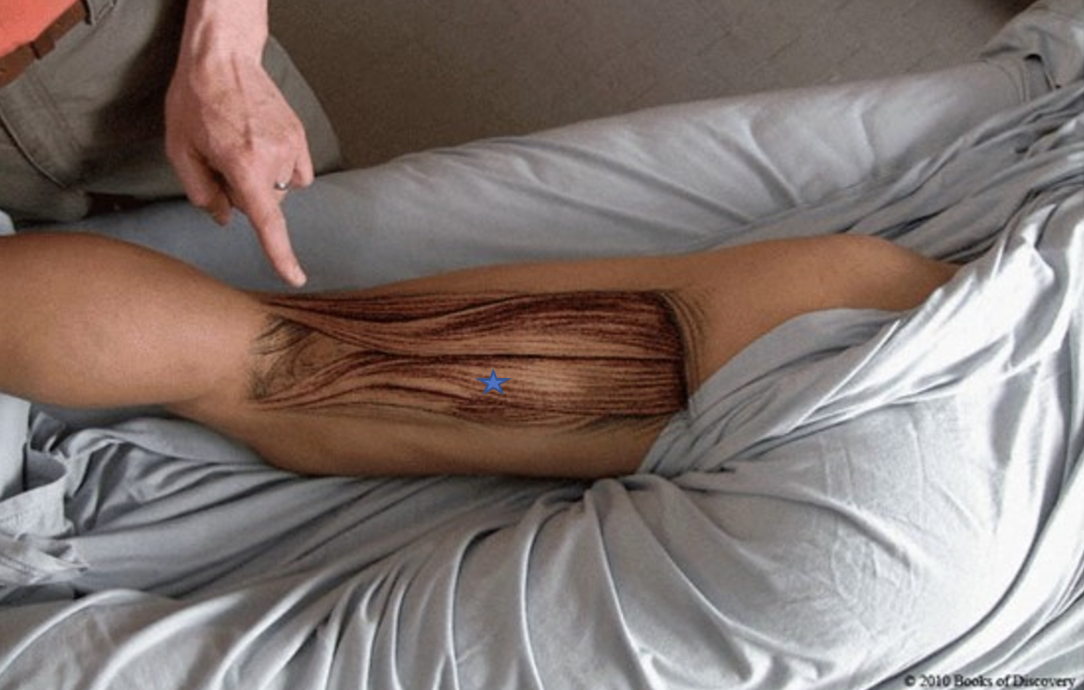 <p><span>From the list of muscles and actions below, identify the "starred" muscle and its primary actions.</span></p>