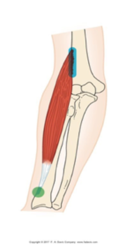 <p>flexion of elbow joint </p><p><span>Assists to rotate forearm to neutral from supinated or pronated position&nbsp;</span></p><p>ex: drinking a beverage </p>
